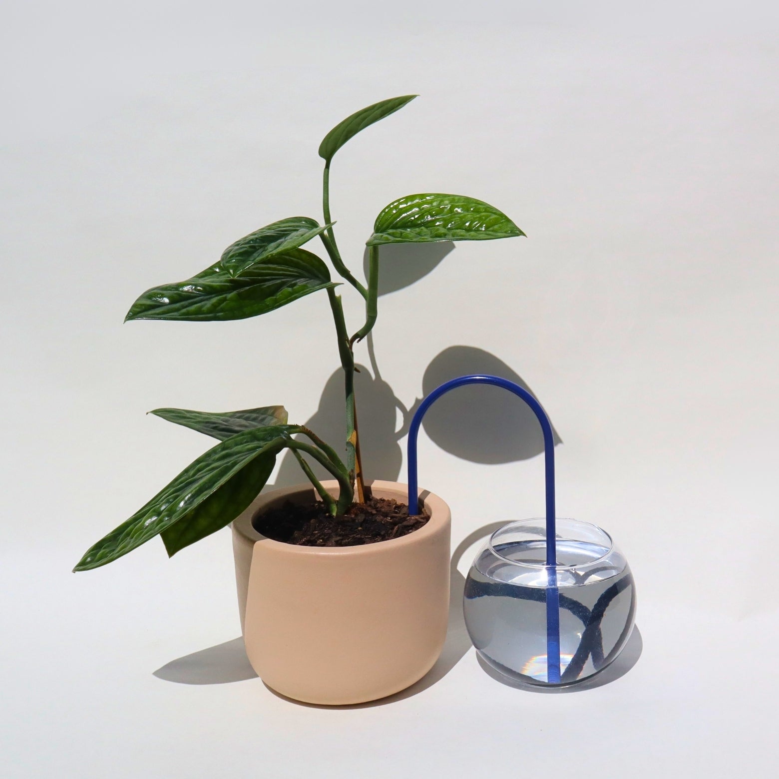 self-watering solution for plants in artic blue customize your own