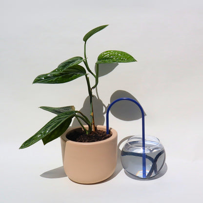 self-watering solution for plants in artic blue customize your own